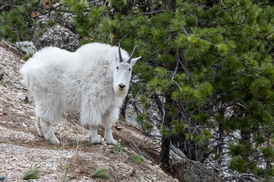 BlackHills-1050-Edit-Edit.jpg