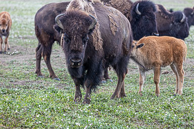 Black Hills
 Hero