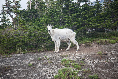 GlacierNP-1268.jpg