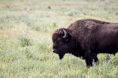 Yellowstone_2012-1167.jpg