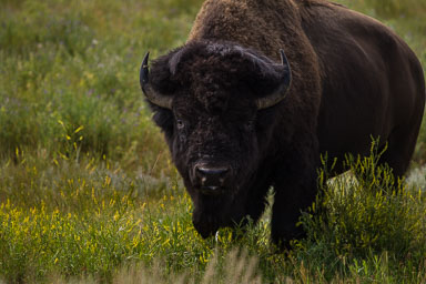 Yellowstone_2012-1206.jpg