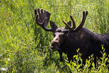 Yellowstone_2012-1254.jpg