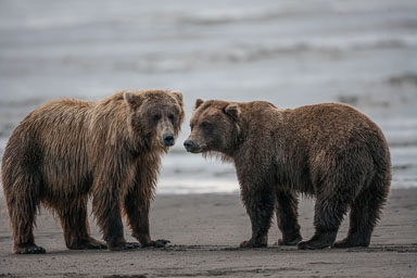 Bear_0816_am-395-Edit.jpg