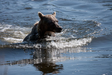 Bear_0817_PM-111-Edit.jpg