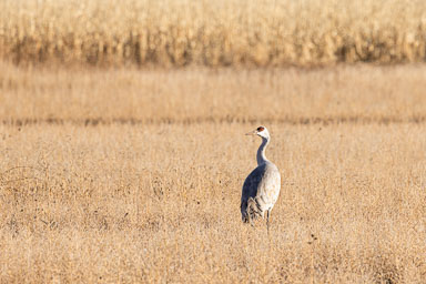 Bosque_Day1-230-Edit.jpg