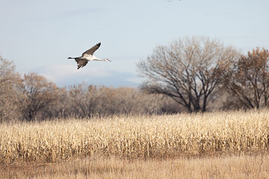 Bosque_Day2-575.jpg