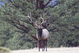 ELK_RMNP_2012-107