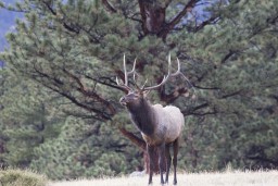 ELK_RMNP_2012-113