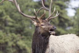 ELK_RMNP_2012-121