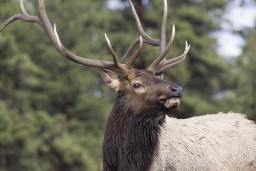 ELK_RMNP_2012-122