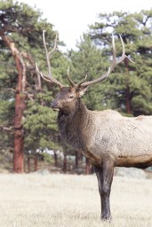 ELK_RMNP_2012-129