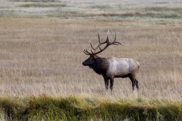 ELK_RMNP_2012-182