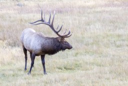 ELK_RMNP_2012-249