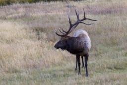ELK_RMNP_2012-251