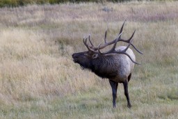 ELK_RMNP_2012-256