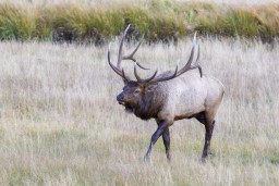 ELK_RMNP_2012-290
