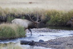 ELK_RMNP_2012-334