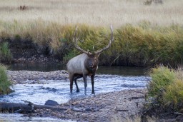 ELK_RMNP_2012-346