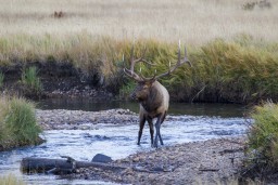 ELK_RMNP_2012-347