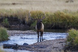 ELK_RMNP_2012-352
