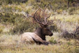 ELK_RMNP_2012-399