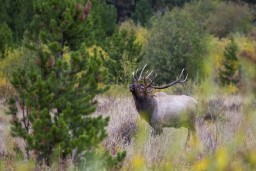 ELK_RMNP_2012-423