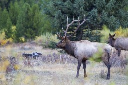 ELK_RMNP_2012-472