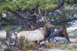 ELK_RMNP_2012-524