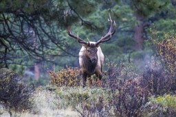 ELK_RMNP_2012-550