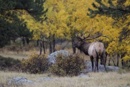 ELK_RMNP_2012-716
