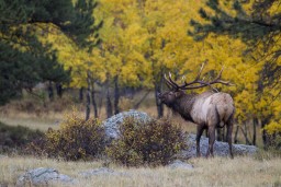 ELK_RMNP_2012-722