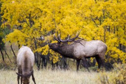 ELK_RMNP_2012-756