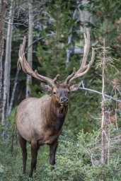 RMNP-40-Edit-Edit-Edit