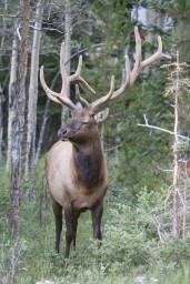 RMNP-48