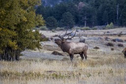 RMNP_2010_FALL_ELK_110-Enhanced-Edit