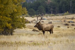 RMNP_2010_FALL_ELK_115