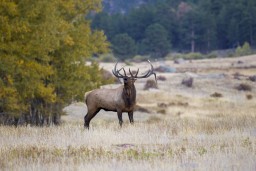 RMNP_2010_FALL_ELK_138-Edit