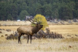 RMNP_2010_FALL_ELK_153