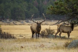 RMNP_2010_FALL_ELK_185
