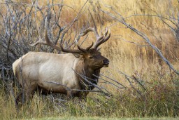 RMNP_2010_FALL_ELK_212