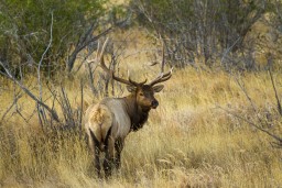 RMNP_2010_FALL_ELK_213