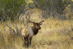 RMNP_2010_FALL_ELK_214
