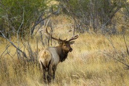 RMNP_2010_FALL_ELK_215