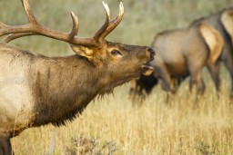 RMNP_2010_FALL_ELK_224