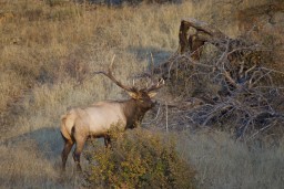 RMNP_2010_FALL_ELK_233