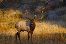 RMNP_2010_FALL_ELK_256