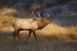 RMNP_2010_FALL_ELK_267