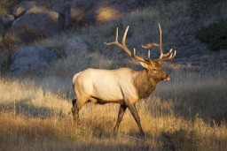 RMNP_2010_FALL_ELK_274