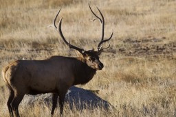 RMNP_2010_FALL_ELK_387