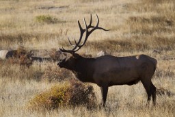 RMNP_2010_FALL_ELK_404